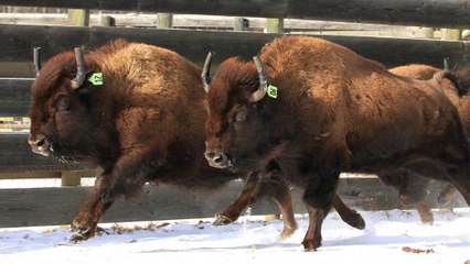 Canada reintroduces bison to its oldest national park