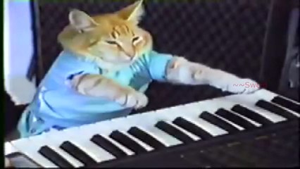 Keybord Cat- Naquele pique