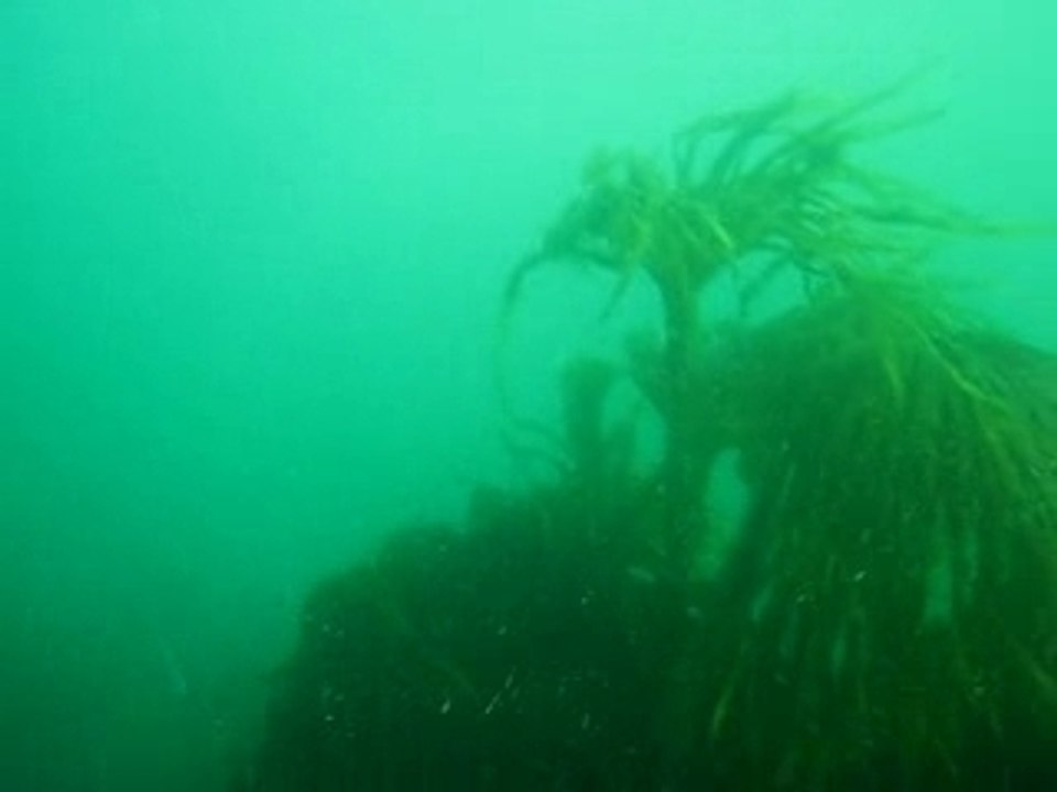 le Lieu Jaune de bretagne