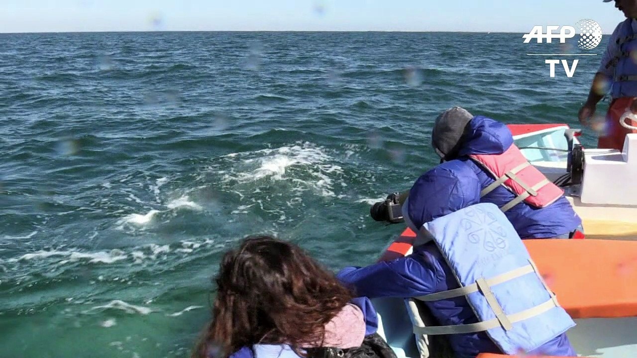 Baleia cinza ameaça pela mudança climática