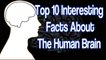 Top 10 Interesting Facts About Human Brain - In Telugu - Amazing Facts of Psychology