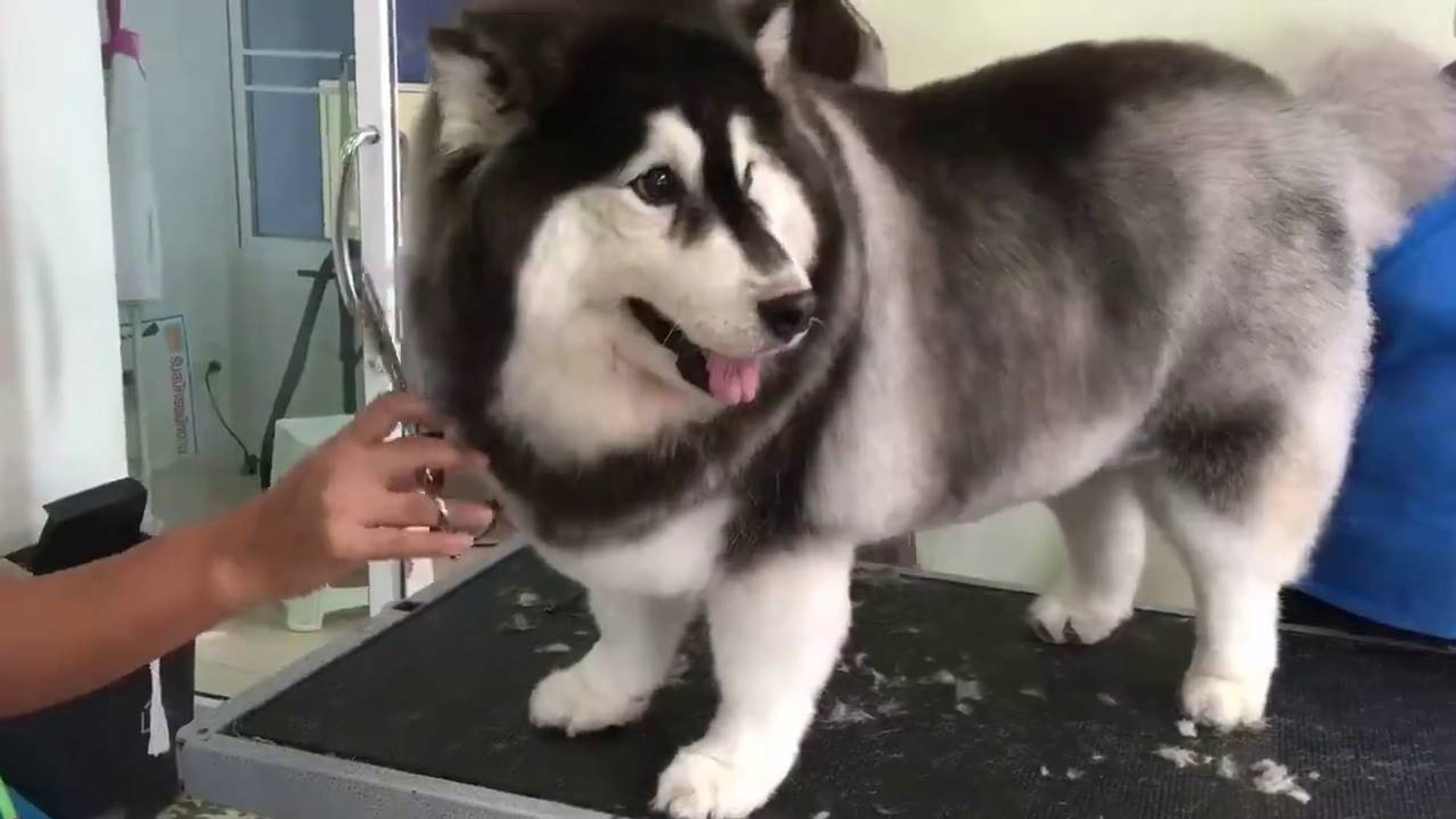 When you Corgi and Malamute - Dailymotion