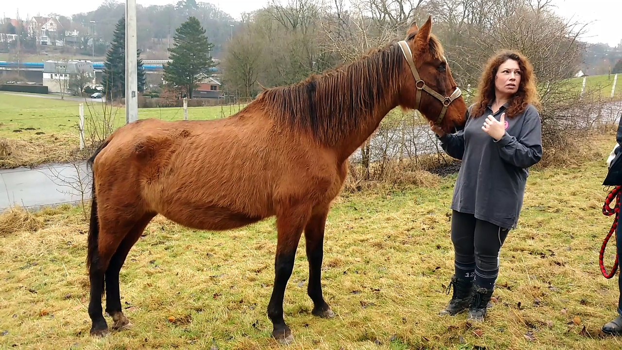 Lluvia, une jument sauvée d'une mort certaine par une association verviétoise