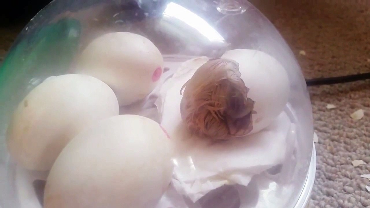 La naissance d'un poussin : tellement adorable