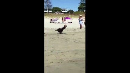 Ce chien fait tenir un ballon sur son nez !