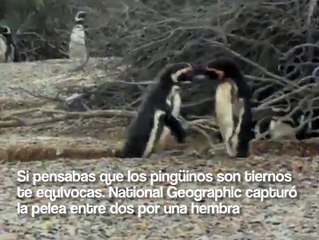 Así reaccionó un pingüino al descubrir a su pareja con un amante