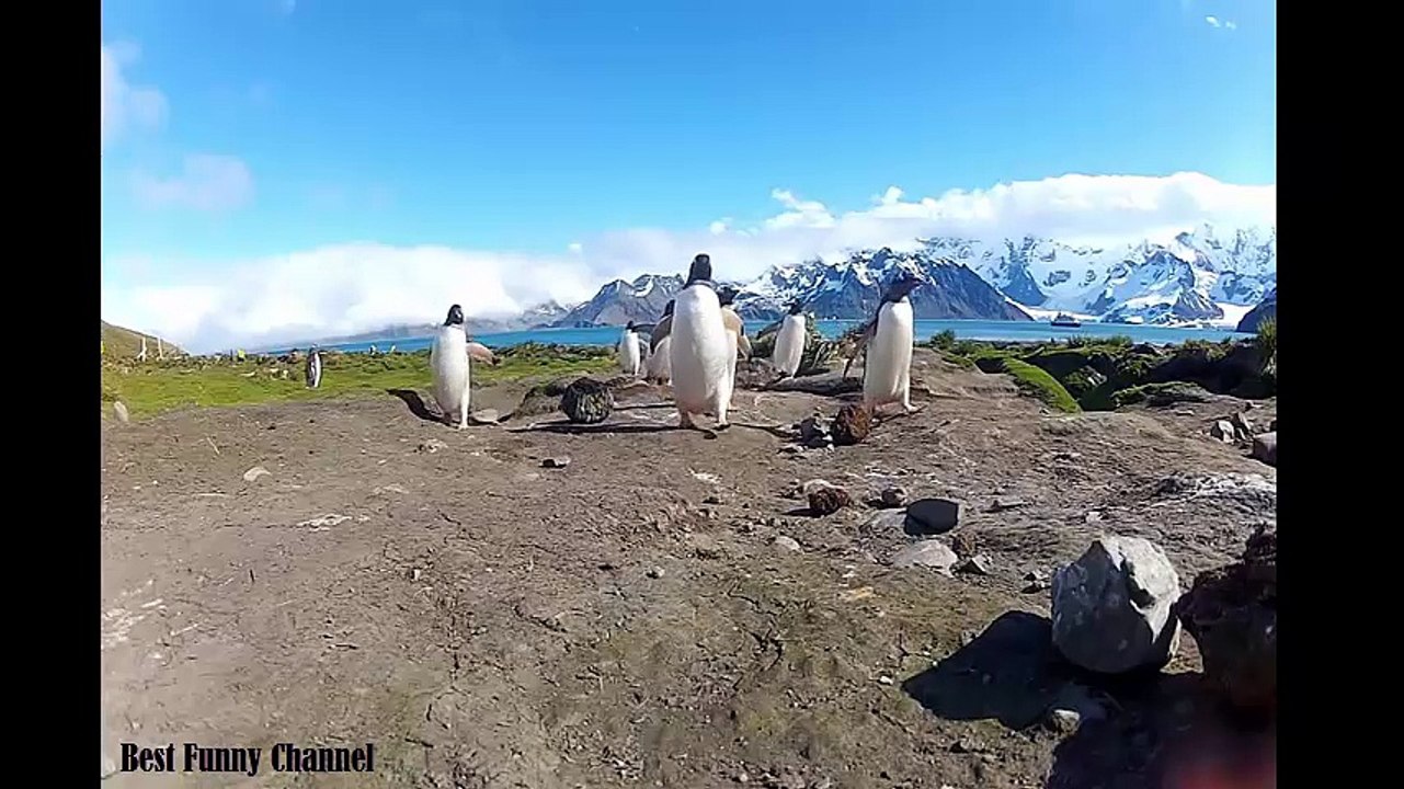 GoPro- Penguin Dance-Off - is cute