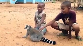 Gracioso Lemur pide a estos niños que le rasquen la espalda