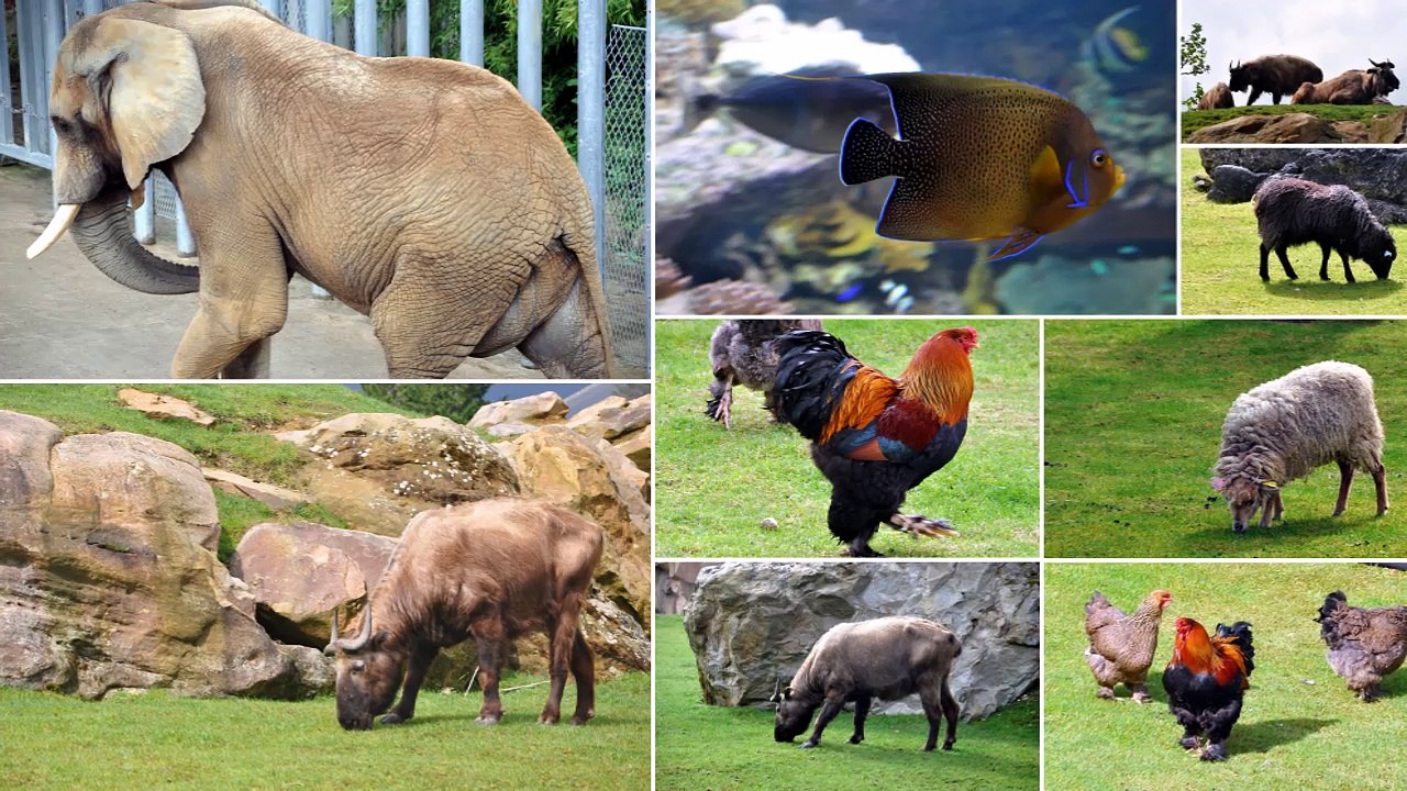 zoo de beauval