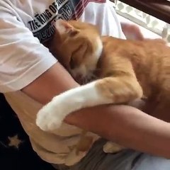 I want to sleep. Let me hug you!!! (That's why you should have a cat!)