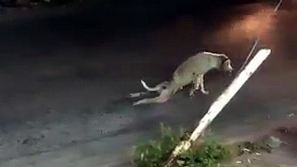 Mağdur Edebiyatı Yapan Köpek