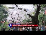 Masa Mekar Singkat, Bunga Sakura Jadi Objek Wisata di Jepang - NET12