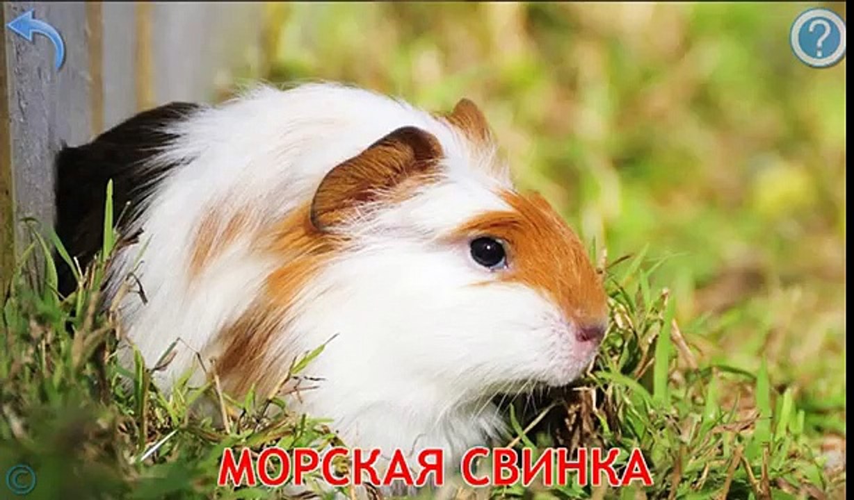 Развивающие мультики для детей - Учим Домашних Животных
