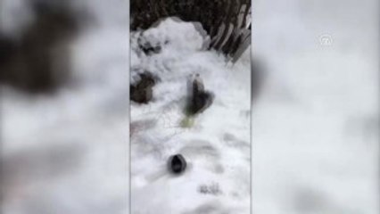 Hakkari'de Terör Örgütü PKK'ya Yönelik Operasyon