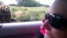 Polite Bear Waves Hello To Car Passenger