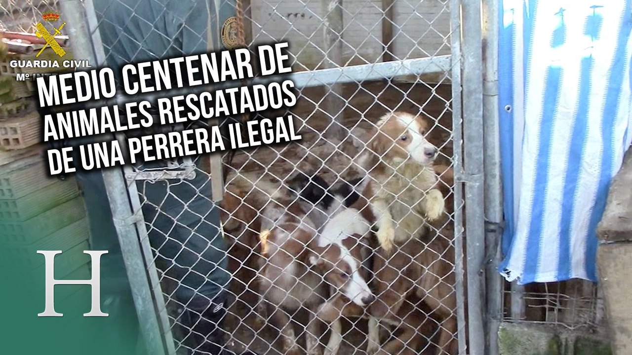 Medio centenar de perros son rescatados en Cádiz