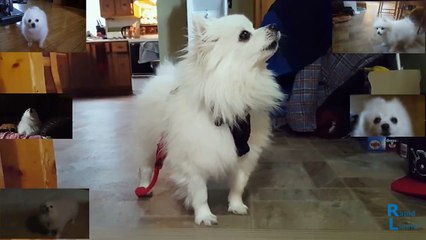 "Don't stop me now" chanté par un chien ! Parodie Queen !