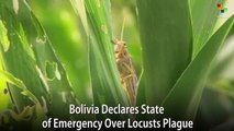 Bolivia Declares State of Emergency over Locusts Plague