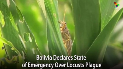 Bolivia Declares State of Emergency over Locusts Plague