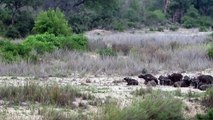 Lions Attack Buffalo at Skukuza Rest Camp in Kruger National Park !