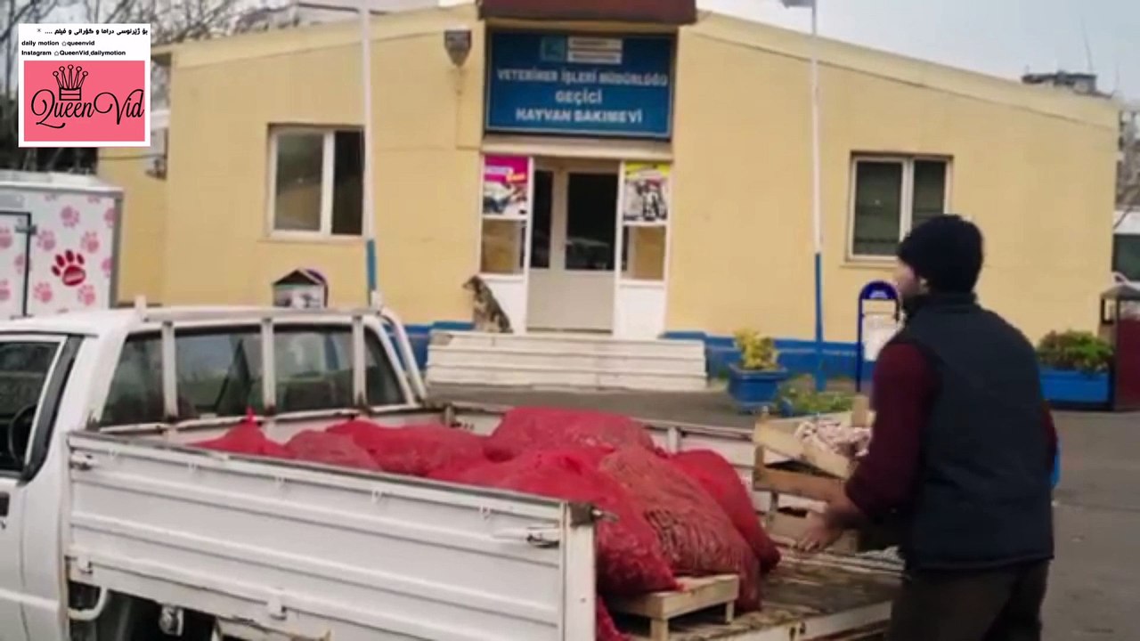 kis gunesi -yaktr nasini nisan w efe zhernusi kurdi