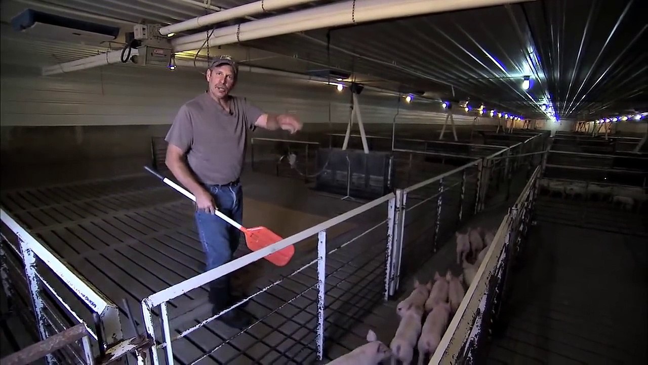 A New Home for Piglets