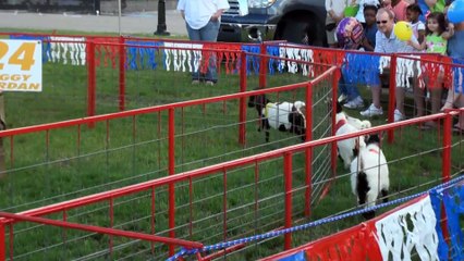Pig Racing! Goat Racing! Duck Racing! Oh My!