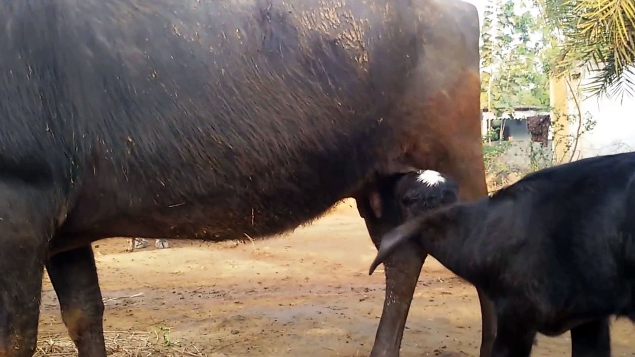 Baby Buffalo Drinking Milk - calf
