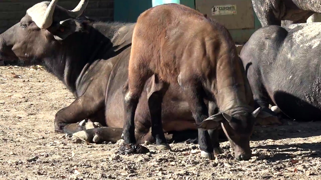 Cute Baby Cape Buffalo