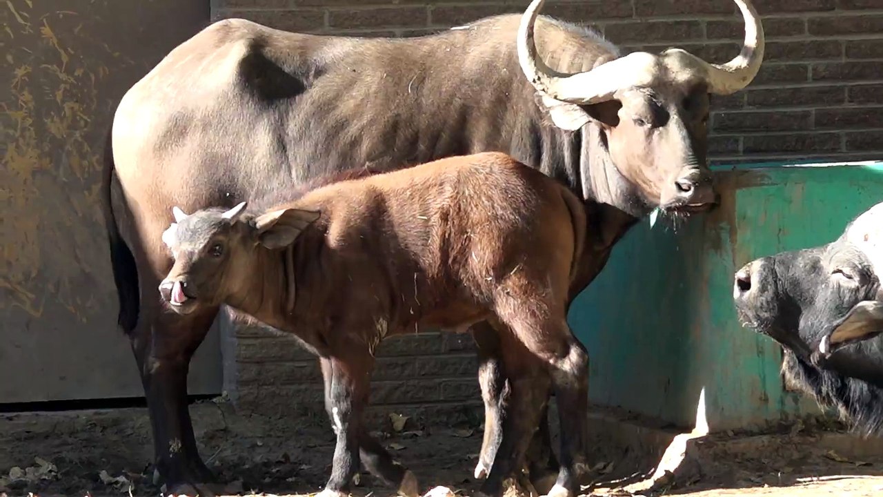 Super Cute Baby Buffalo