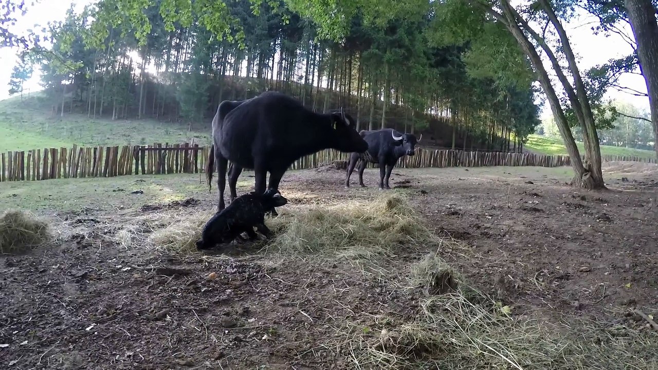 Vodní buvoli a novorozené tele - 2