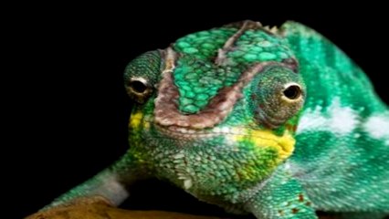Cientistas Alemães descobrem espécie de lagarto que solta pele do corpo para escapar de predadores
