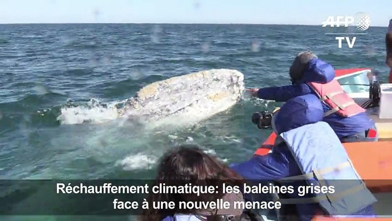 Les baleines grises face à une nouvelle menace