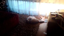 Meus Gatos