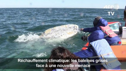 Les baleines grises face à une nouvelle menace