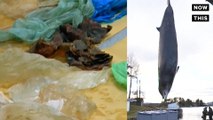 Dead Whale Found With Stomach Full Of Plastic Waste