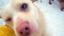 Moinesti dogs