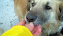 Moinesti dogs