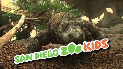 San Diego Zoo Kids - Komodo Dragons