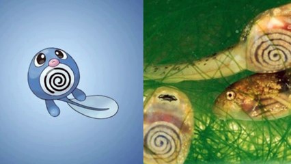 5 POKEMONS QUE EXISTEM NA VIDA REAL[2]
