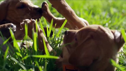 Las razas de perros más tiernas