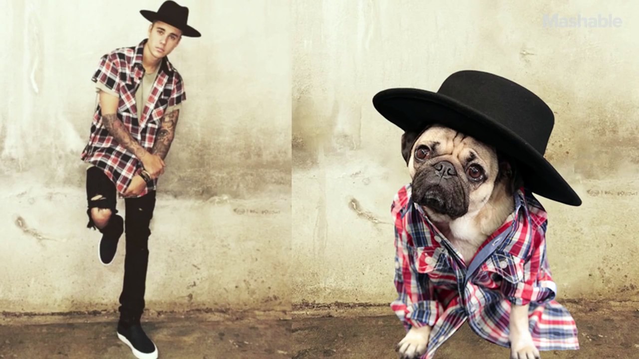 Doug el Pug