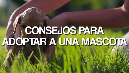 Consejos para adoptar a una mascota (1)
