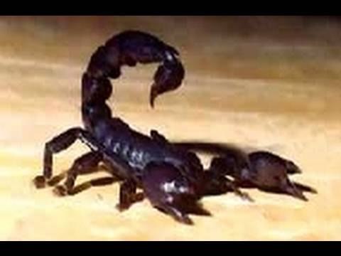 El fuerte de los alacranes, Parte 2