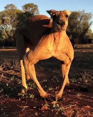 Roger The Famous Gridiron Player