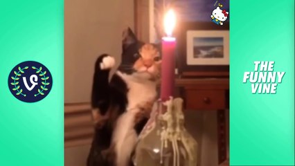 Funny Cats Compilation 2016 - Best Funny Cat Videos Ever -- Funny Vines