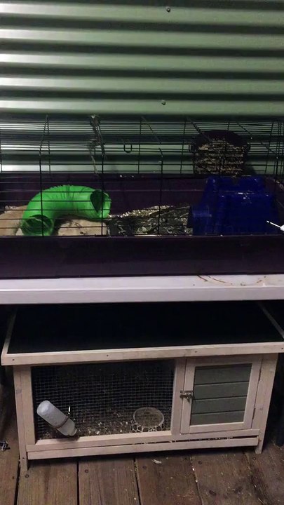 Pet Guinea Pig Becomes a Pet Snake