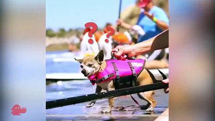 Introducing Waggle: Our New Name and Partnership 🐾