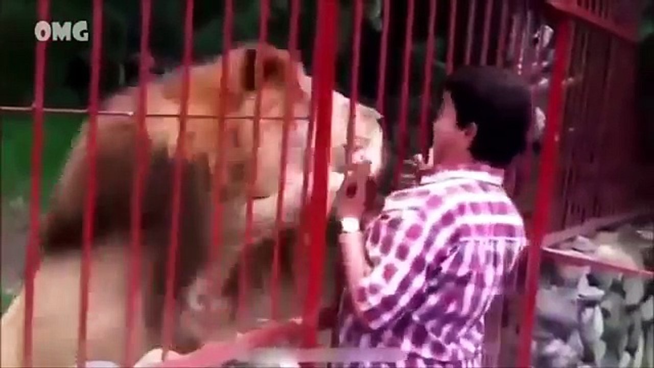 Funny Videos 2017