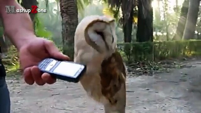 Owl - A Funny Owls And Cute Owls Compilation || NEW